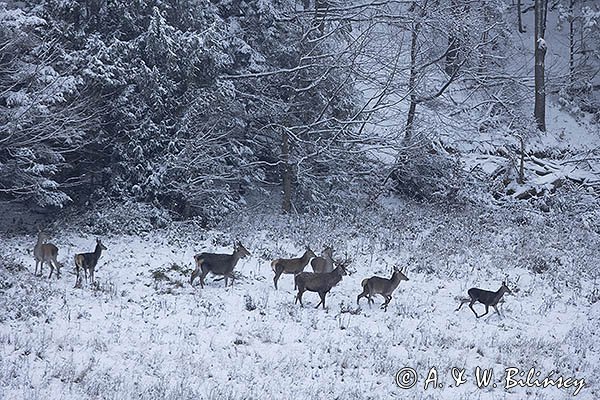  jeleń szlachetny, europejski, Cervus elaphus elaphus
jeleń karpacki, Bieszczady