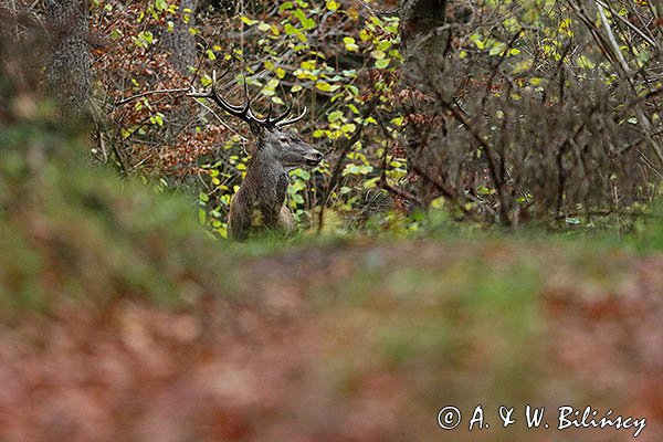 jeleń szlachetny, europejski, Cervus elaphus elaphus
jeleń karpacki, Bieszczady, byk