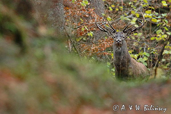  jeleń szlachetny, europejski, Cervus elaphus elaphus
jeleń karpacki, Bieszczady, byk