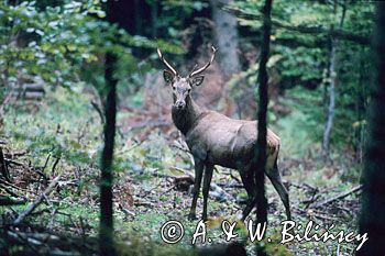 jeleń karpacki Cervus elaphus