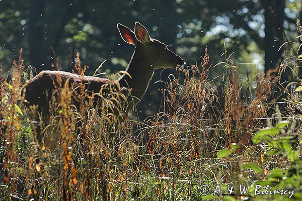  jeleń szlachetny, europejski, Cervus elaphus elaphus
jeleń karpacki, rykowisko, Bieszczady, juv.