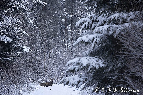  jeleń szlachetny, europejski, Cervus elaphus elaphus
jeleń karpacki, samiec śpiący na drodze leśnej