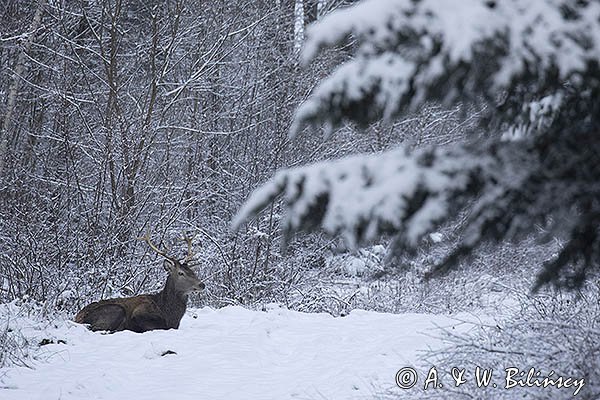  jeleń szlachetny, europejski, Cervus elaphus elaphus
jeleń karpacki, samiec śpiący na drodze leśnej