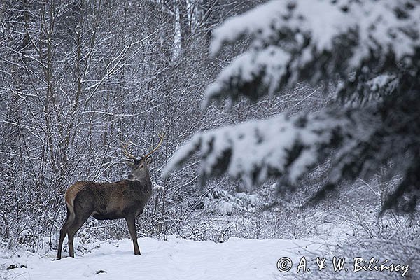  jeleń szlachetny, europejski, Cervus elaphus elaphus
jeleń karpacki, samiec na drodze leśnej