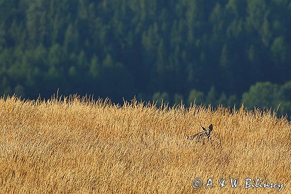  jeleń szlachetny, europejski, Cervus elaphus elaphus
jeleń karpacki, rykowisko, Bieszczady, łania na Połoninie Wetlińskiej