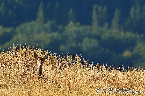  jeleń szlachetny, europejski, Cervus elaphus elaphus
jeleń karpacki, rykowisko, Bieszczady, na Połoninie Wetlińskiej
