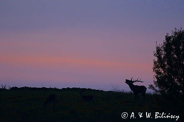 jeleń szlachetny, europejski, Cervus elaphus elaphus jeleń karpacki, rykowisko, Bieszczady