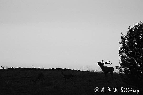 jeleń szlachetny, europejski, Cervus elaphus elaphus jeleń karpacki, rykowisko, Bieszczady