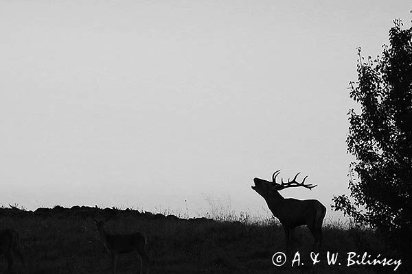 jeleń szlachetny, europejski, Cervus elaphus elaphus jeleń karpacki, rykowisko, Bieszczady
