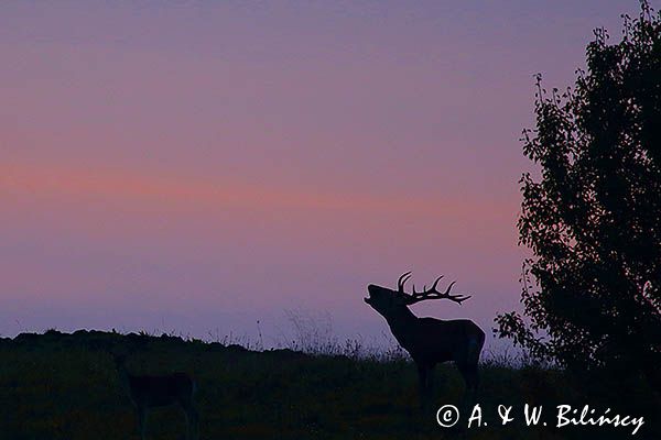 jeleń szlachetny, europejski, Cervus elaphus elaphus jeleń karpacki, rykowisko, Bieszczady