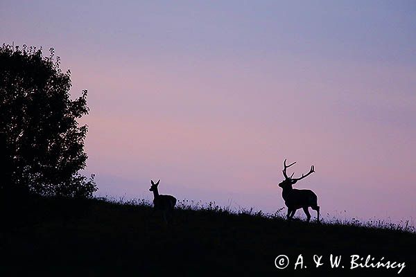 jeleń szlachetny, europejski, Cervus elaphus elaphus jeleń karpacki, rykowisko, Bieszczady, byk