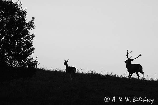 jeleń szlachetny, europejski, Cervus elaphus elaphus jeleń karpacki, rykowisko, Bieszczady, byk