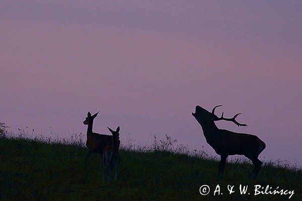 jeleń szlachetny, europejski, Cervus elaphus elaphus jeleń karpacki, rykowisko, Bieszczady, byk