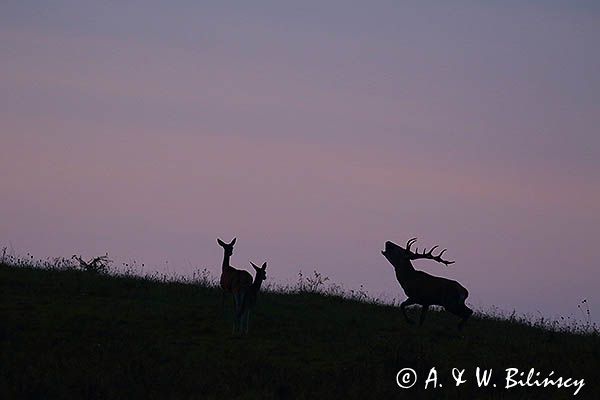 jeleń szlachetny, europejski, Cervus elaphus elaphus jeleń karpacki, rykowisko, Bieszczady