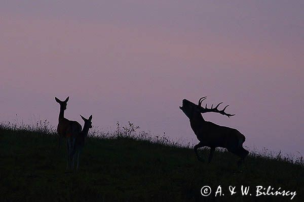 jeleń szlachetny, europejski, Cervus elaphus elaphus jeleń karpacki, rykowisko, Bieszczady, ryczący byk
