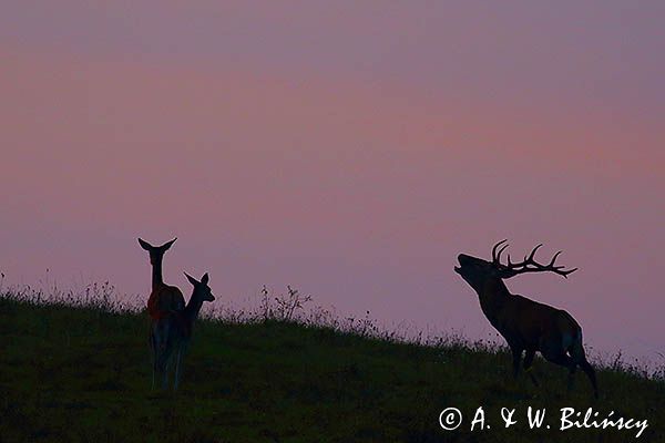 jeleń szlachetny, europejski, Cervus elaphus elaphus jeleń karpacki, rykowisko, Bieszczady, byk
