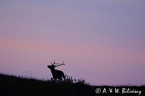 jeleń szlachetny, europejski, Cervus elaphus elaphus jeleń karpacki, rykowisko, Bieszczady, byk