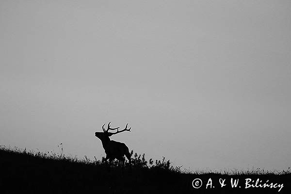 jeleń szlachetny, europejski, Cervus elaphus elaphus jeleń karpacki, rykowisko, Bieszczady, byk