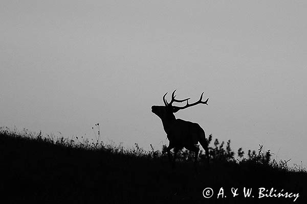 jeleń szlachetny, europejski, Cervus elaphus elaphus jeleń karpacki, rykowisko, Bieszczady, byk