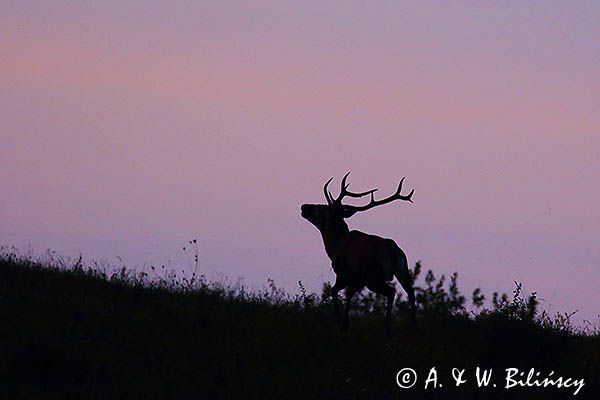 jeleń szlachetny, europejski, Cervus elaphus elaphus jeleń karpacki, rykowisko, Bieszczady, byk