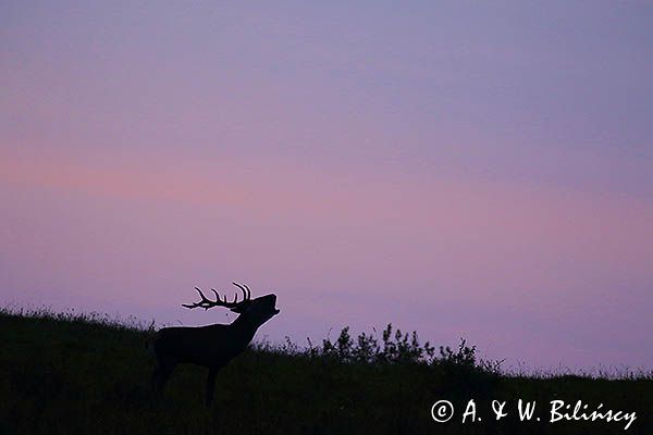 jeleń szlachetny, europejski, Cervus elaphus elaphus jeleń karpacki, rykowisko, Bieszczady, byk