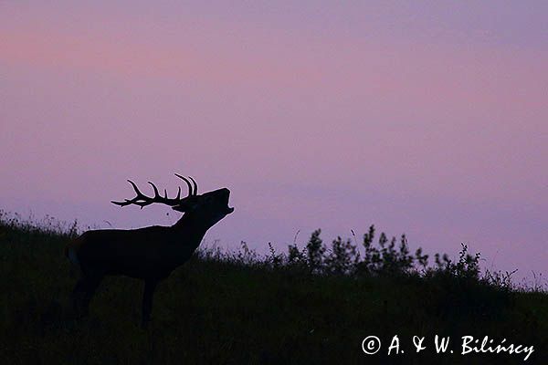 jeleń szlachetny, europejski, Cervus elaphus elaphus jeleń karpacki, rykowisko, Bieszczady, byk