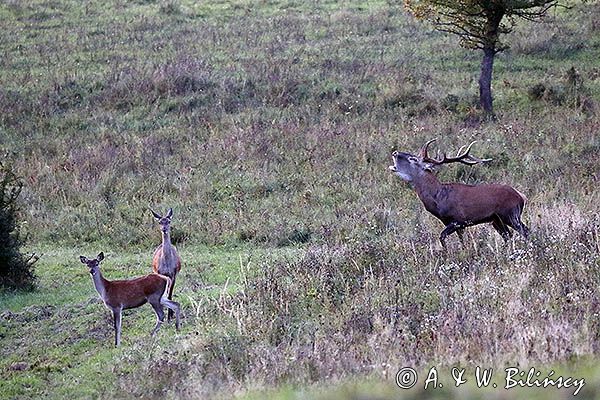 jeleń szlachetny, europejski, Cervus elaphus elaphus jeleń karpacki, rykowisko, Bieszczady, byk i łania z młodym