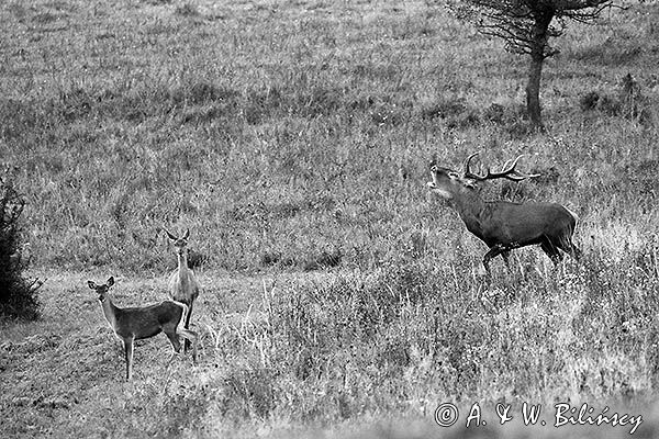 jeleń szlachetny, europejski, Cervus elaphus elaphus jeleń karpacki, rykowisko, Bieszczady, byk i łania z młodym