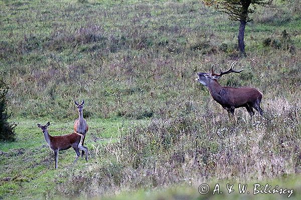 jeleń szlachetny, europejski, Cervus elaphus elaphus jeleń karpacki, rykowisko, Bieszczady, byk