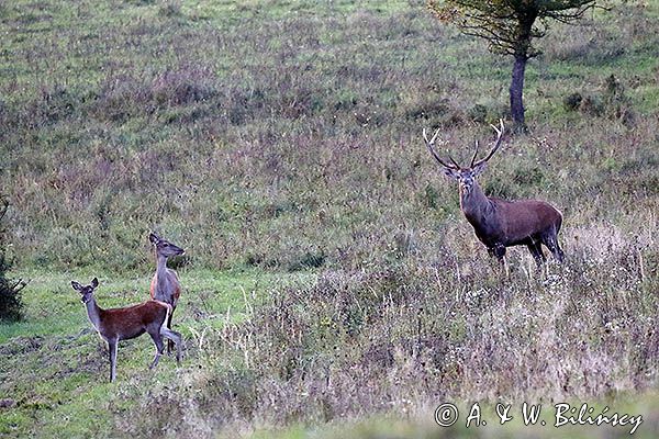jeleń szlachetny, europejski, Cervus elaphus elaphus jeleń karpacki, rykowisko, Bieszczady, byk i łania z młodym