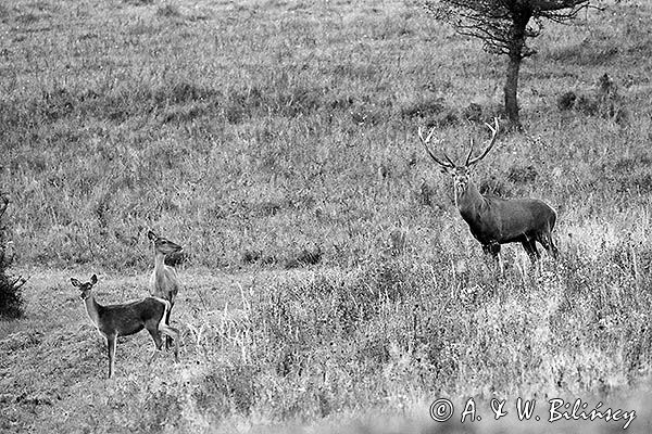 jeleń szlachetny, europejski, Cervus elaphus elaphus jeleń karpacki, rykowisko, Bieszczady, byk i łania z młodym