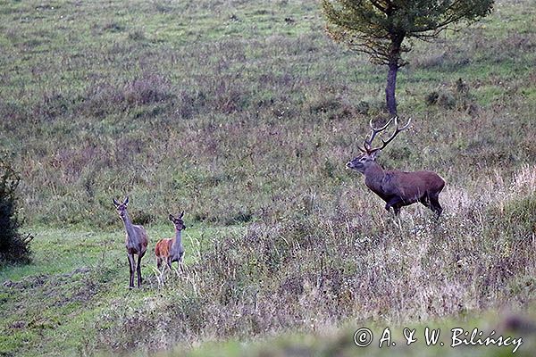 jeleń szlachetny, europejski, Cervus elaphus elaphus jeleń karpacki, rykowisko, Bieszczady, byk