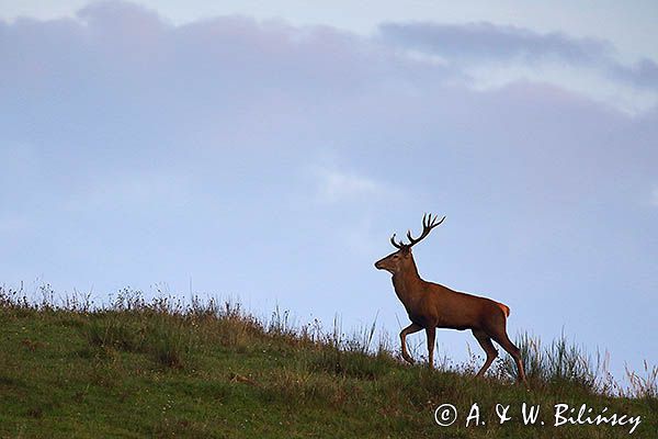 jeleń szlachetny, europejski, Cervus elaphus elaphus jeleń karpacki, rykowisko, Bieszczady, byk