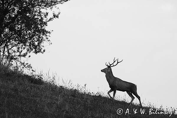 jeleń szlachetny, europejski, Cervus elaphus elaphus jeleń karpacki, rykowisko, Bieszczady, byk
