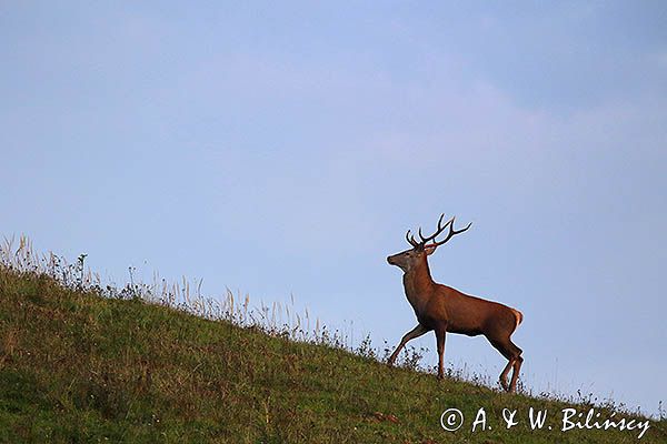 jeleń szlachetny, europejski, Cervus elaphus elaphus jeleń karpacki, rykowisko, Bieszczady, byk