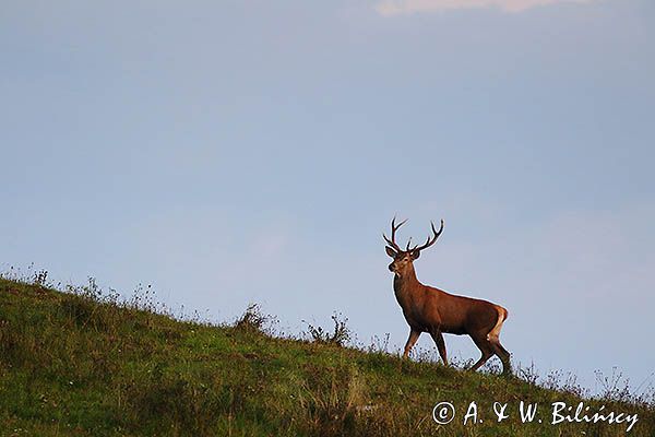 jeleń szlachetny, europejski, Cervus elaphus elaphus jeleń karpacki, rykowisko, Bieszczady, byk