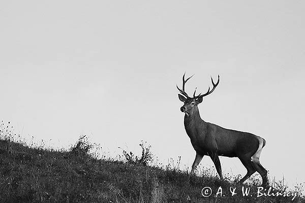 jeleń szlachetny, europejski, Cervus elaphus elaphus jeleń karpacki, rykowisko, Bieszczady, byk