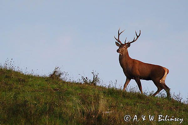 jeleń szlachetny, europejski, Cervus elaphus elaphus jeleń karpacki, rykowisko, Bieszczady, byk