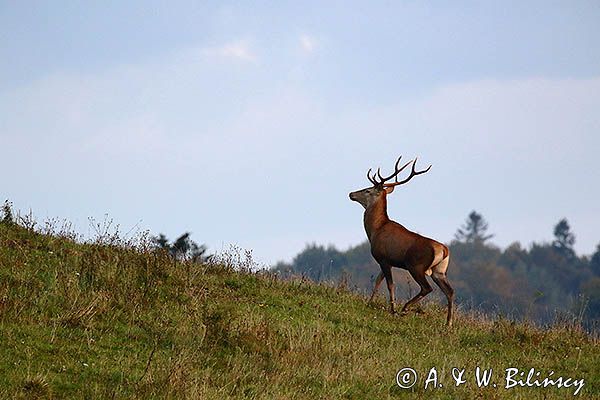 jeleń szlachetny, europejski, Cervus elaphus elaphus jeleń karpacki, rykowisko, Bieszczady, byk