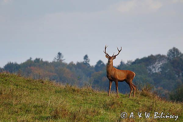 jeleń szlachetny, europejski, Cervus elaphus elaphus jeleń karpacki, rykowisko, Bieszczady, byk