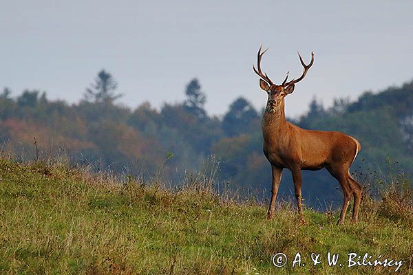 jeleń szlachetny, europejski, Cervus elaphus elaphus jeleń karpacki, rykowisko, Bieszczady, byk