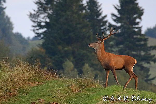 jeleń szlachetny, europejski, Cervus elaphus elaphus jeleń karpacki, rykowisko, Bieszczady, byk