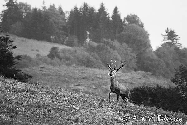 jeleń szlachetny, europejski, Cervus elaphus elaphus jeleń karpacki, rykowisko, Bieszczady, byk