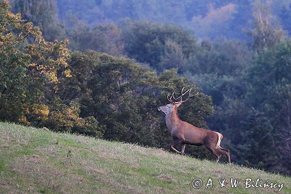 jeleń szlachetny, europejski, Cervus elaphus elaphus jeleń karpacki, rykowisko, Bieszczady, byk