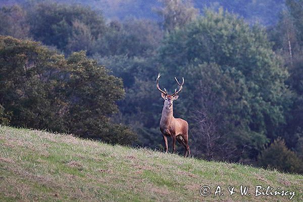 jeleń szlachetny, europejski, Cervus elaphus elaphus jeleń karpacki, rykowisko, Bieszczady, byk