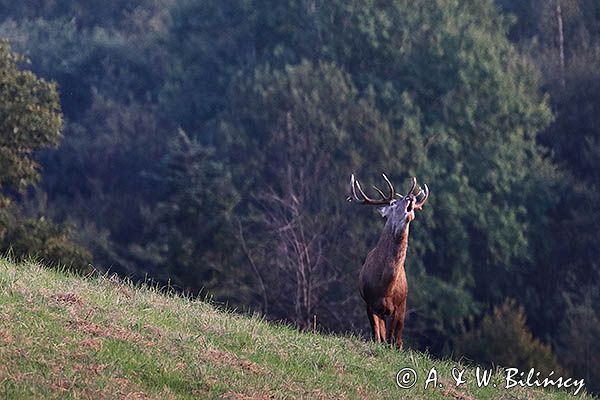 jeleń szlachetny, europejski, Cervus elaphus elaphus jeleń karpacki, rykowisko, byk, Góry Sanocko Turczańskie