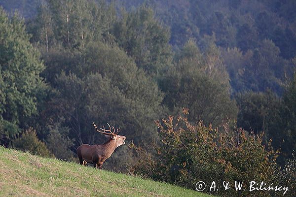 jeleń szlachetny, europejski, Cervus elaphus elaphus jeleń karpacki, rykowisko, Bieszczady