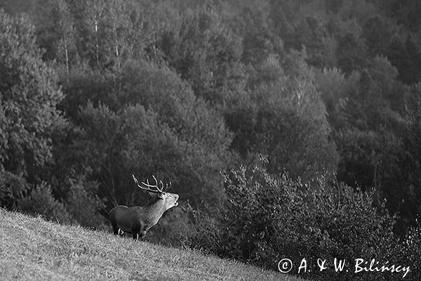 jeleń szlachetny, europejski, Cervus elaphus elaphus jeleń karpacki, rykowisko, Bieszczady