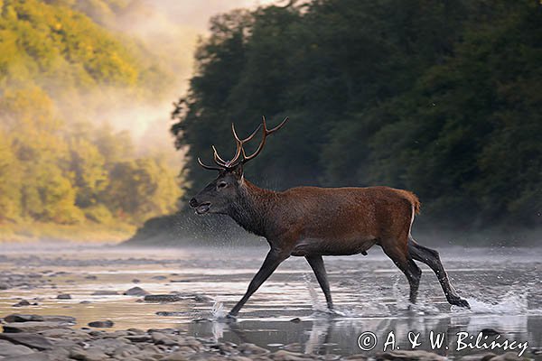  jeleń szlachetny, europejski, Cervus elaphus elaphus
jeleń karpacki, Bieszczady, byk