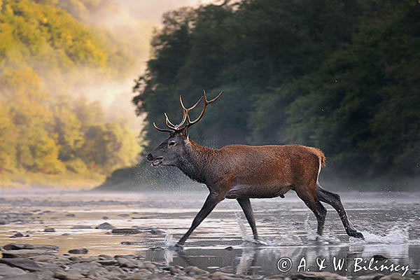 jeleń szlachetny, europejski, Cervus elaphus elaphus
jeleń karpacki, Bieszczady, byk